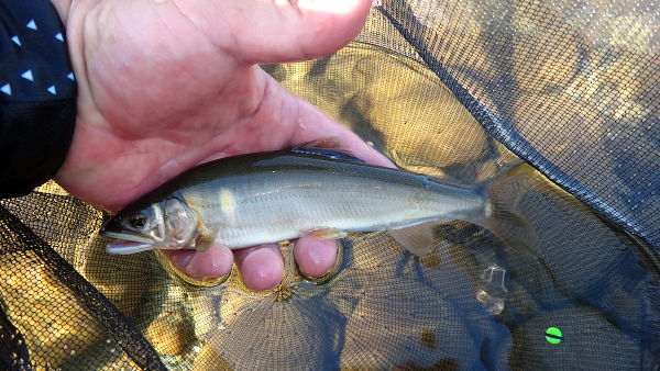 魚野川釣行　３回目