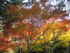 ハイキング（足立山森林公園）