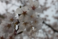 桜開花状況（4月3日）