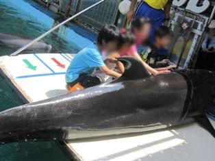 鳥羽湾めぐりとイルカ島　2