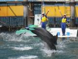 鳥羽湾めぐりとイルカ島　2