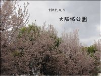大阪城公園♪