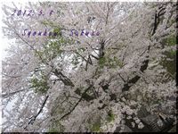 荘川桜＆水車。。
