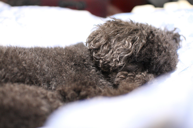 Im So Sleepy・・・