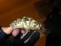 小物釣り