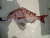 釣りなし週末
