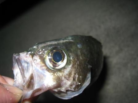 お魚に会いに！。。。