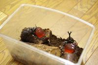 夏の終わり・・・