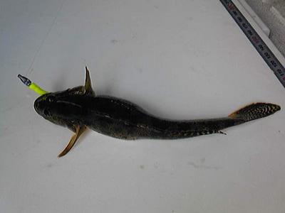 海釣り　in 　若狭＆三方五湖