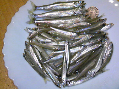 わかさぎ釣り　in　伊自良湖