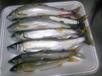 鮎釣り　再び