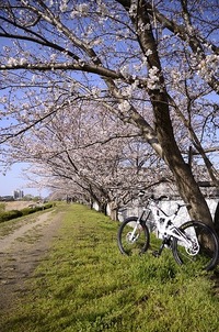 室見川なう