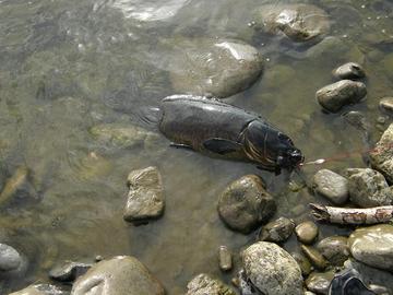 新鮮な多摩川 外来種 釣り すべての魚の画像