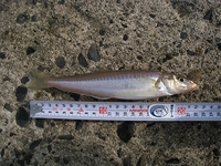きす釣り