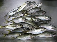 サビキ釣り
