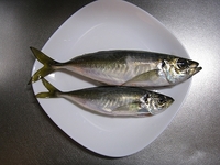 鯵狩り 2010/02/26 11:09:50
