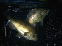 七ヶ浜メバルFISHING2009 2009/06/28 10:31:01