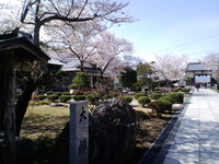 阿波徳島の桜ー２（地蔵院の桜） 2010/04/05 18:00:00