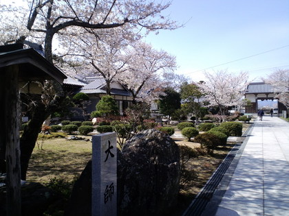 阿波徳島の桜ー２（地蔵院の桜）
