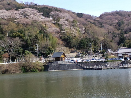 阿波徳島の桜ー２（地蔵院の桜）
