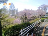大学セミナーセンタのしだれ桜 2011/04/17 22:00:00