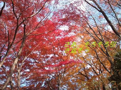 ちょっと遅めの高尾山紅葉－３（高尾山頂～もみじ台～高尾山頂）