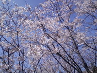 庭の桜が満開　/ツリーハウスから　/隠れ家の屋根から撮影 2010/04/10 12:18:45