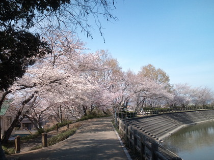 阿波徳島の桜ー２（地蔵院の桜）