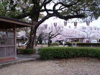 阿波徳島の桜－１（西部公園の桜）