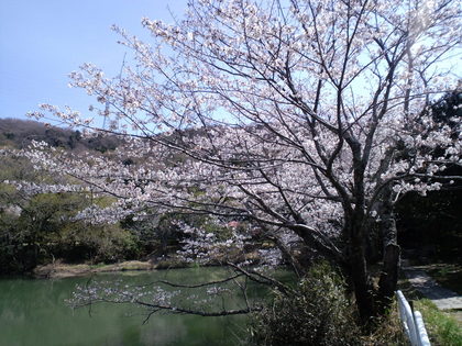 阿波徳島の桜ー３（農業大学校の桜）