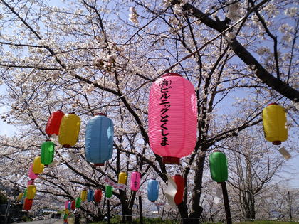 阿波徳島の桜ー３（農業大学校の桜）