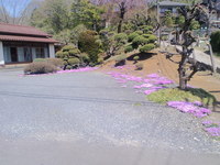 芝桜って可愛いね 2011/04/17 12:00:00