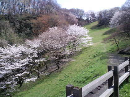 都立長沼公園の桜
