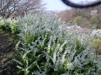 都立長沼公園の桜