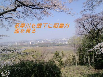 滝山城址の桜