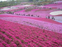 秩父の芝桜 2011/04/26 00:00:00