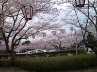 阿波徳島の桜－１（西部公園の桜） 2010/04/04 17:39:01