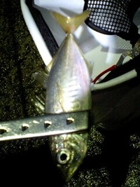 やっと 2009/05/03 23:44:56