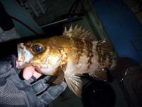 メバルチャーター船 2010/02/01 19:05:17