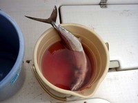 ボート釣行at駿河湾 2010/11/12 19:30:27