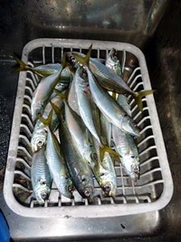 ボート釣行at駿河湾 2010/12/13 13:16:42