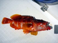 ボート釣行at駿河湾 2011/03/28 13:32:53