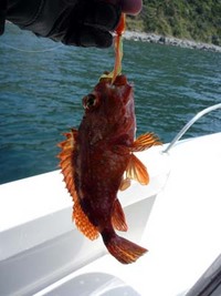 ボート釣行at駿河湾 2011/04/18 13:39:53