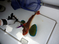 ボート釣行at駿河湾 2011/06/16 20:51:59