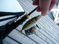 ボート釣行at駿河湾 2011/06/30 13:28:49