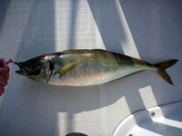 ボート釣行at駿河湾 2011/09/06 22:03:13