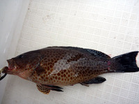 ボート釣行at駿河湾 2011/09/30 12:52:00