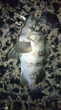 釣り納め