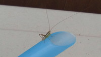 クダマキモドキ