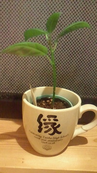 ゴムの木